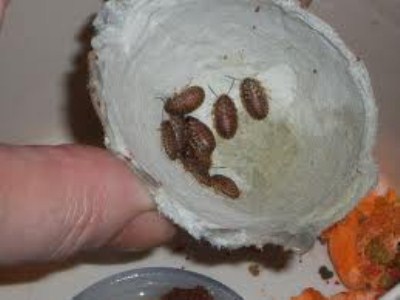 images (400 x 300).jpg